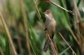 Indische Karekiet 2